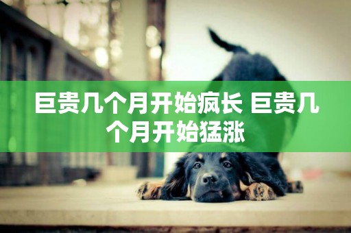 巨貴幾個月開始瘋長 巨貴幾個月開始猛漲