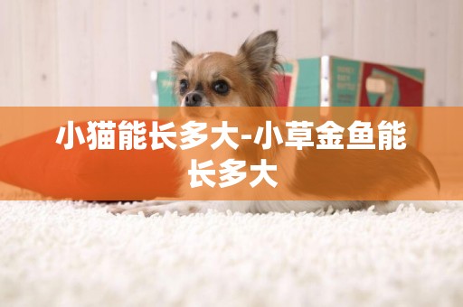 小貓能長多大-小草金魚能長多大