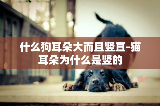 什么狗耳朵大而且豎直-貓耳朵為什么是豎的