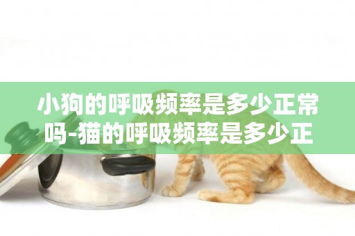 小狗的呼吸頻率是多少正常嗎-貓的呼吸頻率是多少正常嗎
