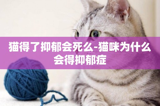 貓得了抑郁會死么-貓咪為什么會得抑郁癥