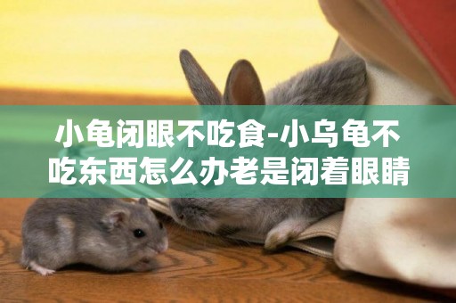 小龜閉眼不吃食-小烏龜不吃東西怎么辦老是閉著眼睛