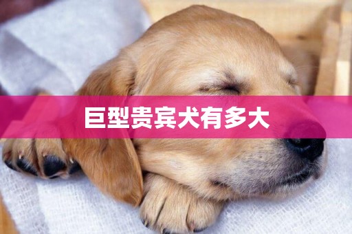 巨型貴賓犬有多大