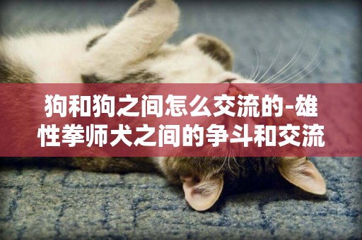 狗和狗之間怎么交流的-雄性拳師犬之間的爭斗和交流