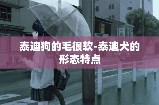 泰迪狗的毛很軟-泰迪犬的形態特點