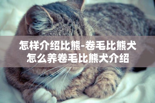 怎樣介紹比熊-卷毛比熊犬怎么養卷毛比熊犬介紹