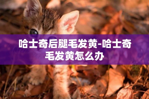 哈士奇后腿毛發黃-哈士奇毛發黃怎么辦