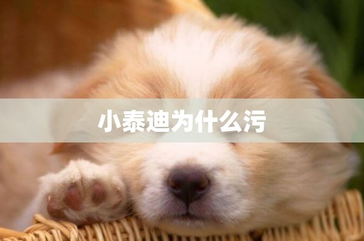小泰迪為什么污