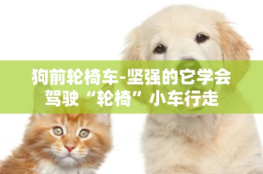 狗前輪椅車-堅強的它學會駕駛“輪椅”小車行走
