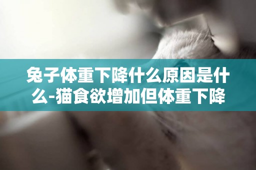 兔子體重下降什么原因是什么-貓食欲增加但體重下降是什么原因
