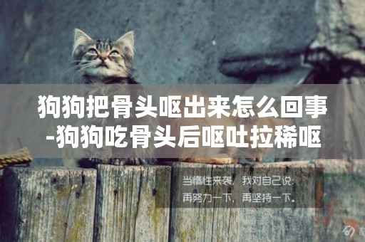 狗狗把骨頭嘔出來怎么回事-狗狗吃骨頭后嘔吐拉稀嘔吐是怎么回事啊