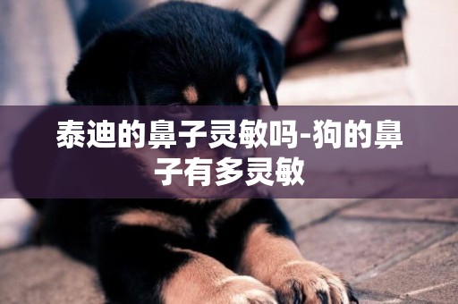 泰迪的鼻子靈敏嗎-狗的鼻子有多靈敏