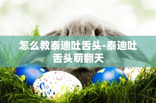 怎么教泰迪吐舌頭-泰迪吐舌頭萌翻天