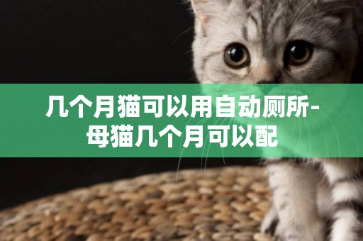 幾個月貓可以用自動廁所-母貓幾個月可以配
