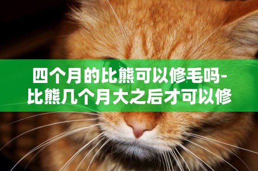四個月的比熊可以修毛嗎-比熊幾個月大之后才可以修剪造型