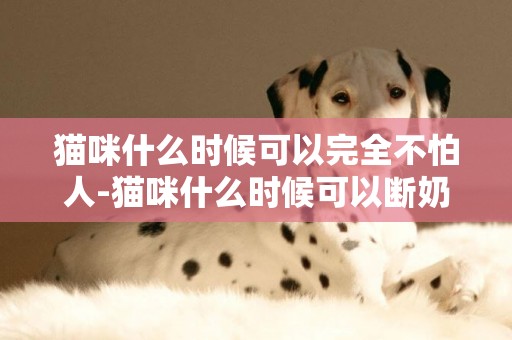 貓咪什么時候可以完全不怕人-貓咪什么時候可以斷奶