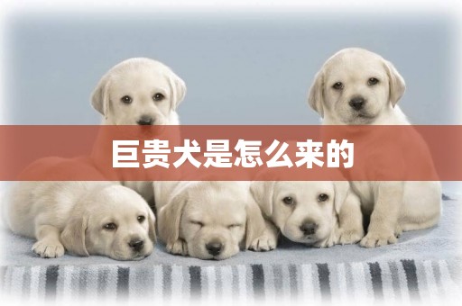 巨貴犬是怎么來的