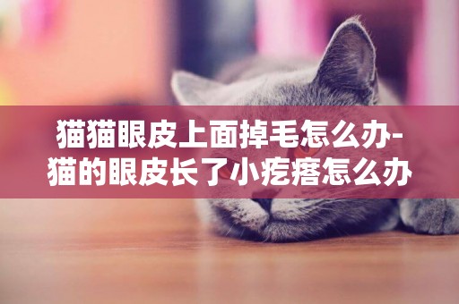 貓貓眼皮上面掉毛怎么辦-貓的眼皮長了小疙瘩怎么辦
