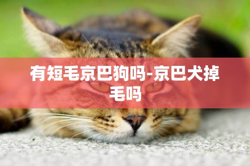 有短毛京巴狗嗎-京巴犬掉毛嗎