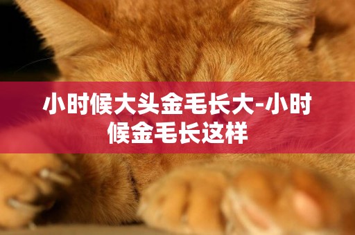 小時候大頭金毛長大-小時候金毛長這樣