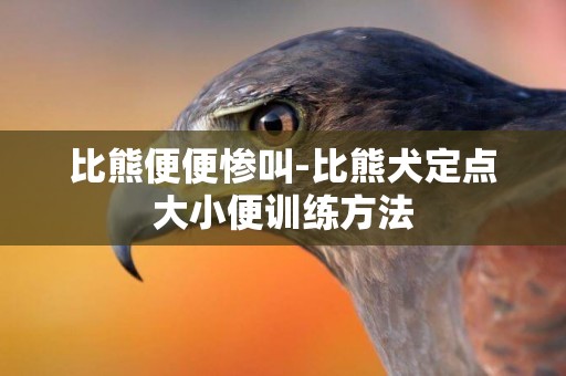 比熊便便慘叫-比熊犬定點大小便訓練方法