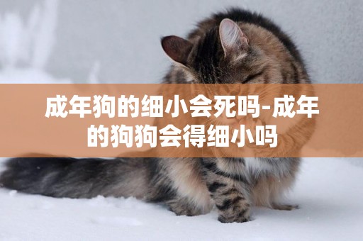 成年狗的細小會死嗎-成年的狗狗會得細小嗎