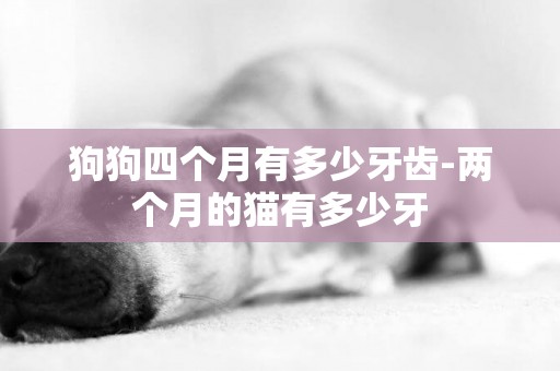 狗狗四個月有多少牙齒-兩個月的貓有多少牙