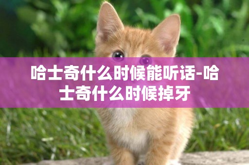 哈士奇什么時候能聽話-哈士奇什么時候掉牙