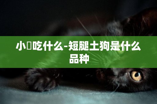 小獚吃什么-短腿土狗是什么品種