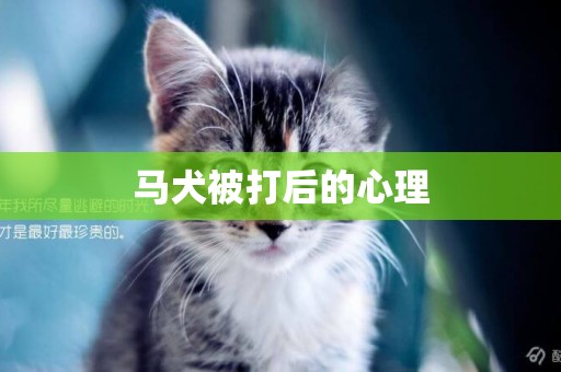 馬犬被打后的心理