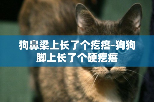 狗鼻梁上長了個疙瘩-狗狗腳上長了個硬疙瘩