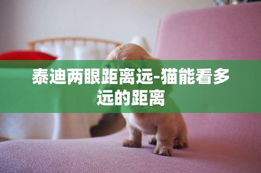 泰迪兩眼距離遠-貓能看多遠的距離