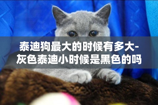 泰迪狗最大的時候有多大-灰色泰迪小時候是黑色的嗎