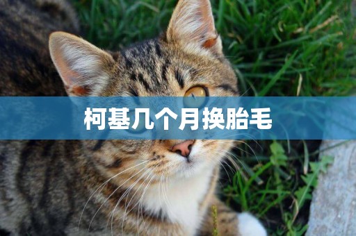 柯基幾個月換胎毛