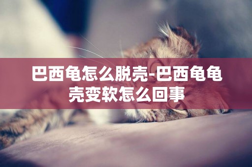 巴西龜怎么脫殼-巴西龜龜殼變軟怎么回事