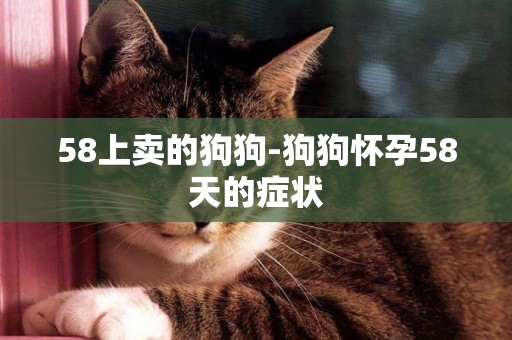 58上賣的狗狗-狗狗懷孕58天的癥狀