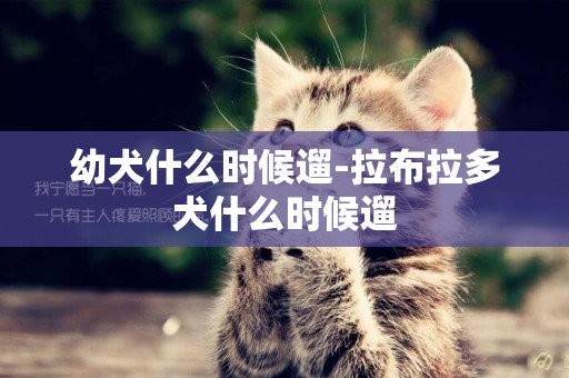 幼犬什么時候遛-拉布拉多犬什么時候遛