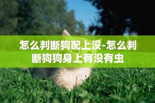 怎么判斷狗配上沒-怎么判斷狗狗身上有沒有蟲