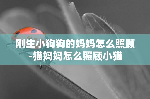 剛生小狗狗的媽媽怎么照顧-貓媽媽怎么照顧小貓