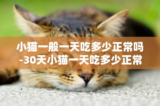 小貓一般一天吃多少正常嗎-30天小貓一天吃多少正常