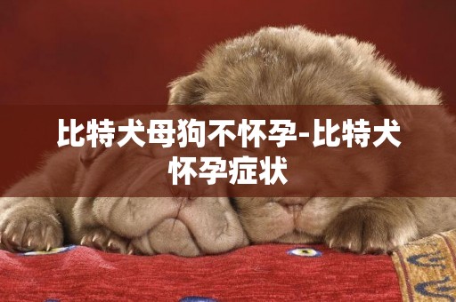 比特犬母狗不懷孕-比特犬懷孕癥狀