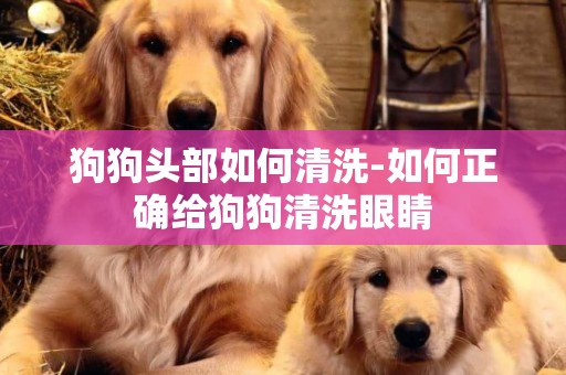 狗狗頭部如何清洗-如何正確給狗狗清洗眼睛