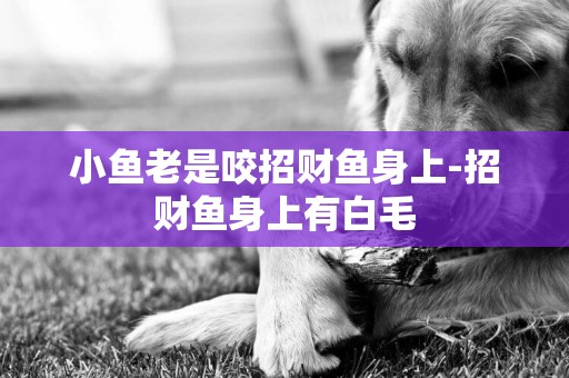 小魚老是咬招財魚身上-招財魚身上有白毛
