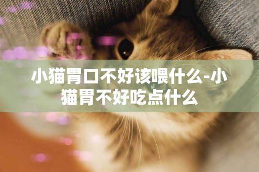 小貓胃口不好該喂什么-小貓胃不好吃點什么