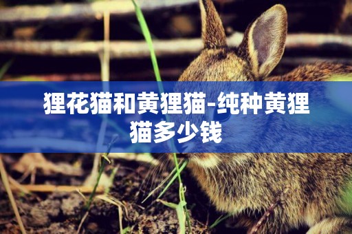 貍花貓和黃貍貓-純種黃貍貓多少錢
