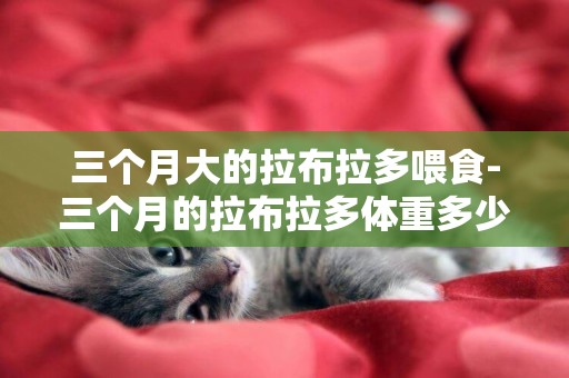三個月大的拉布拉多喂食-三個月的拉布拉多體重多少