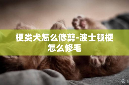 梗類犬怎么修剪-波士頓梗怎么修毛