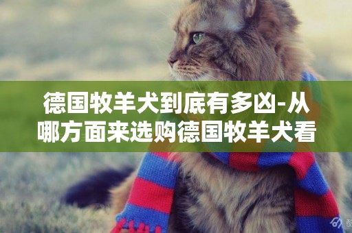 德國牧羊犬到底有多兇-從哪方面來選購德國牧羊犬看它是否好養