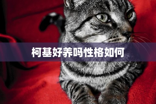 柯基好養嗎性格如何