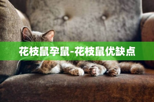 花枝鼠孕鼠-花枝鼠優缺點